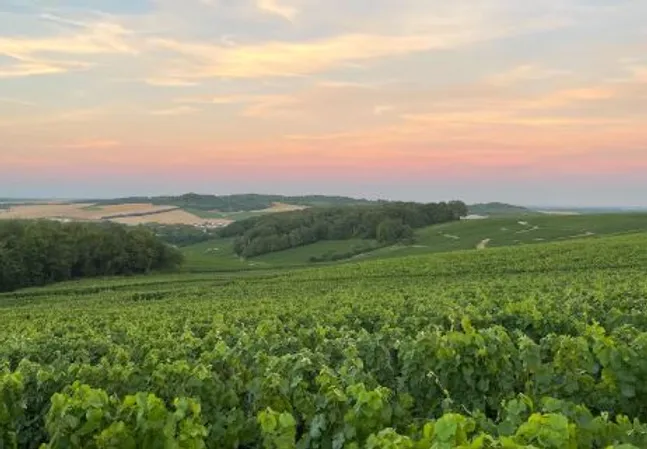 Escort-Vacation-to-Champagne
